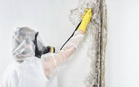 Best Basement Mold Removal  in Gettysburg, PA